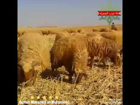 حرت مابين ضيم الوكت والهم