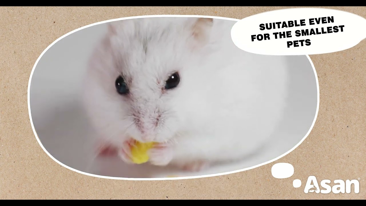 Eco-Friendly Pet Care Made Easy with ASAN Bedding