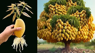 MANGO TREE PRODUCES THOUSANDS OF DELICIOUS FRUITS WITH THIS TRICK!