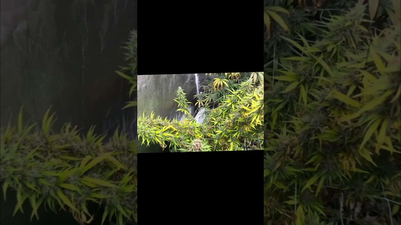 This Shouldn’t Be Working… But It Is 🌱