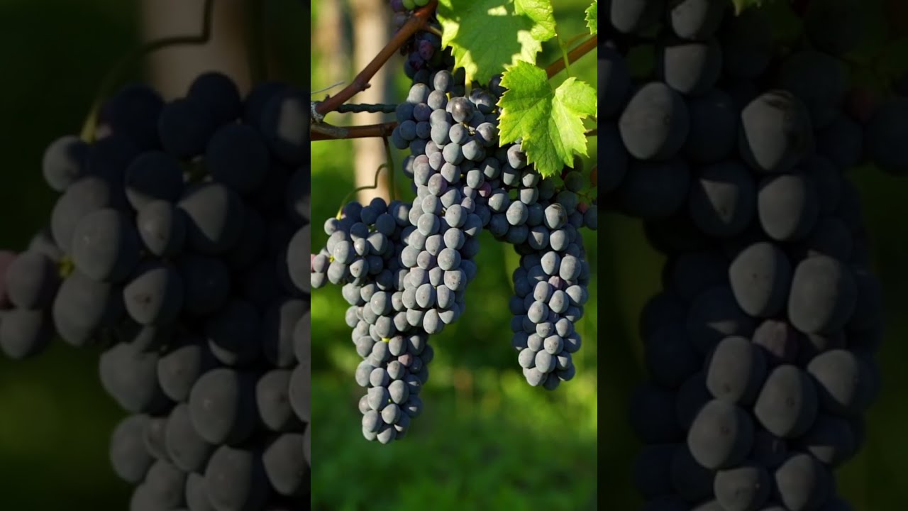 Wine Grapes Grapevine whatsappstatus  