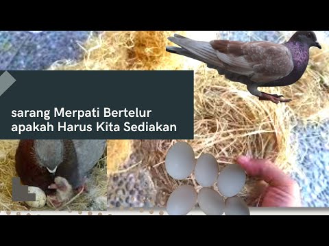 Video: Kapan musim bersarang merpati?