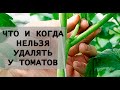 Никогда не удаляйте такой пасынок у томата!