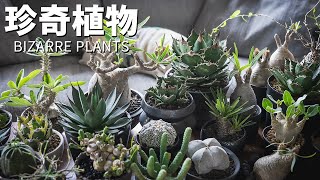 珍奇植物コレクション全部紹介します【塊根植物、多肉植物、グラキリス、アガベ、ユーフォルビアなど】
