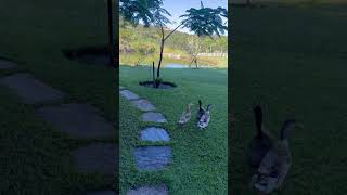 Deus ainda realiza 🙏. Deus abençoe a vida de cada um de nois amém 🙏.