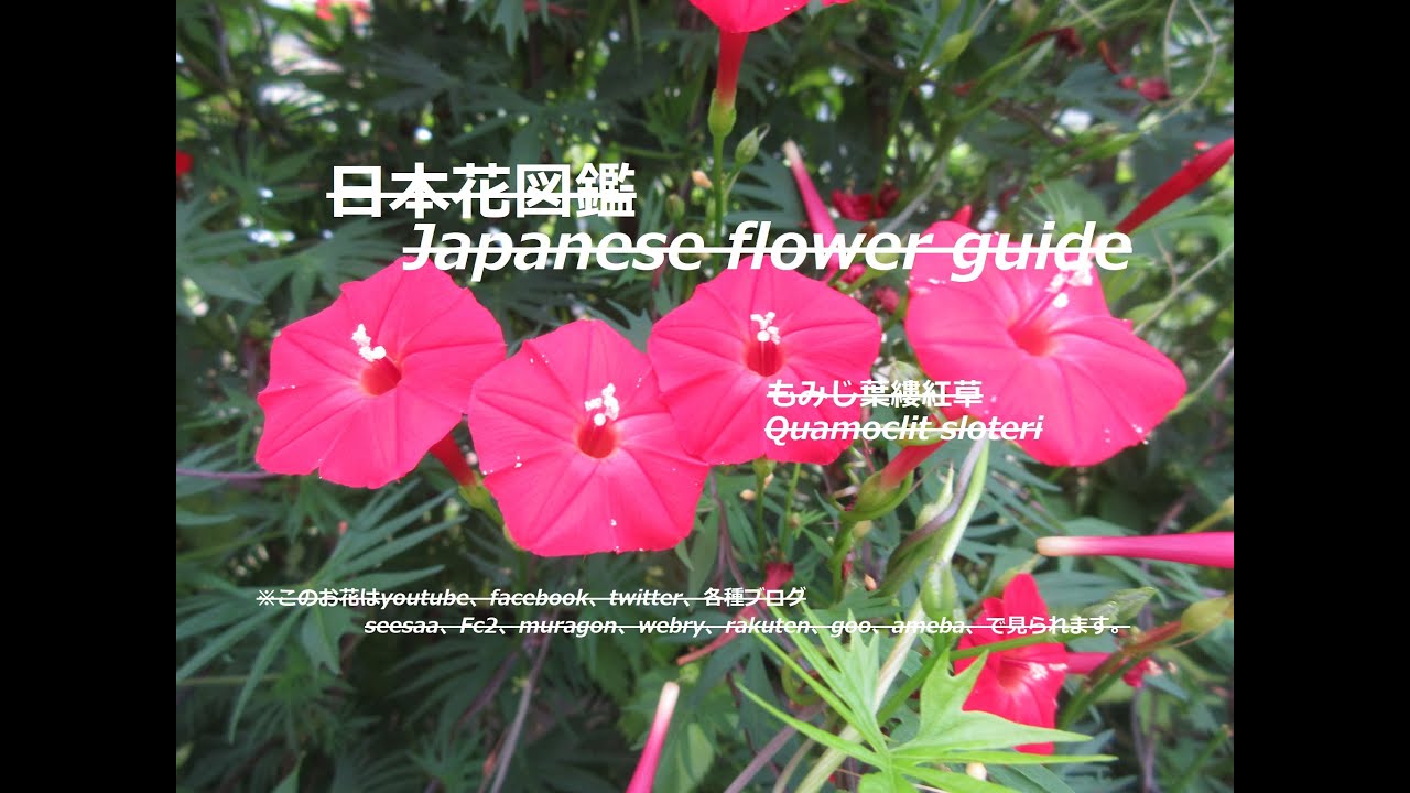 赤く燃える Does It Burn Red もみじ葉縷紅草 もみじはるこうそう Quamoclit Sloteri 季節の花 日本花図鑑 Japanese Flower Guide Youtube