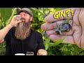 Will This Odd Ingredient Make A Tasty Gin Will This Odd Ingredient Make A Tasty Gin