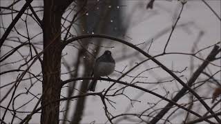 Dark-eyed Junco