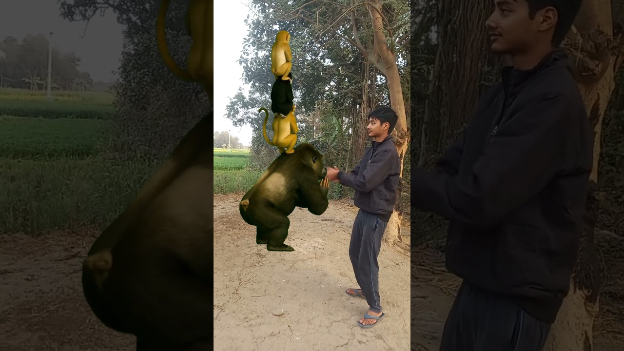 4 Gorilla are stacked layer by layer. The dog at the bottom is really amazing