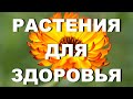 Какие растения собирала моя бабушка и теперь собираю я – для здоровья, от сглаза