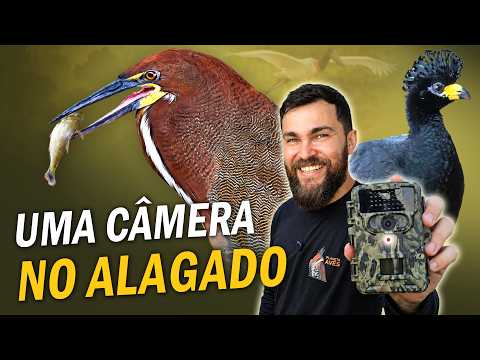Which BIRDS VISIT A PANTANAL WETLAND? TRAIL CAMERA Footage!