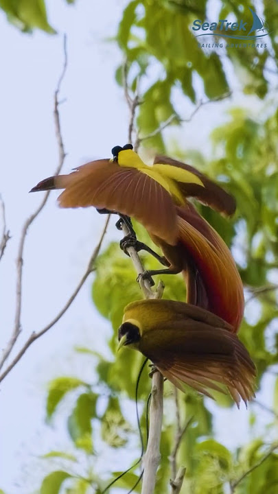 Download lagu Elsye: Preserving Indonesia's Birds of Paradise | Local Heroes Series
