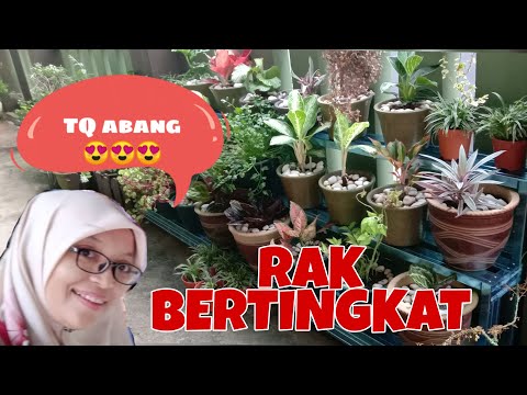 Video: Cara Membuat Pokok Mengikut Susun Atur