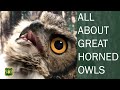 All About Great Horned Owls: Discover Why They are the Alpha Predator of the Forest