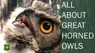 All About Great Horned Owls: Discover Why They are the Alpha Predator of the Forest