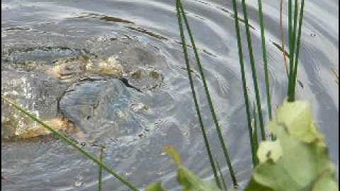 snapping turtle mating ritual 3