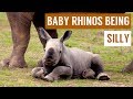 Baby Rhino Being Silly and Playing in Mud Compilation