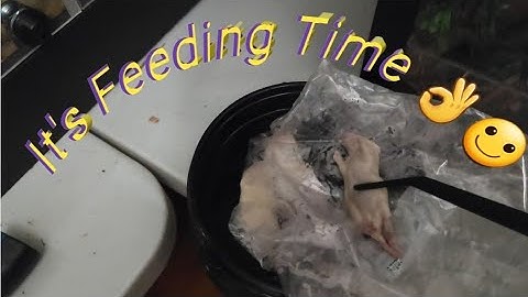 "Ball Python Feeding Frenzy Spectacle, Observe The Fierce Appetite" #ballpython #snakes #animalvideo