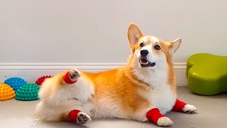 BEST Work Out With Pets! 😍 | Funniest Compilation by The Pet Collective 15,210 views 3 months ago 20 minutes