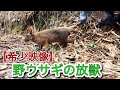 狩猟【罠にかかった動物達の放獣】狸,狐,狢,兎＊鹿の止め刺し映像はありません。