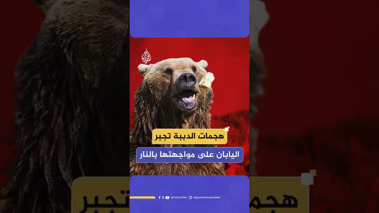 هجمات الدببة  تجبر اليابان على مواجهتها بالنار