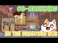 CO-BREEDING WITH RANDOM PEOPLE IN THE BREEDING HUB | Wild Horse Islands