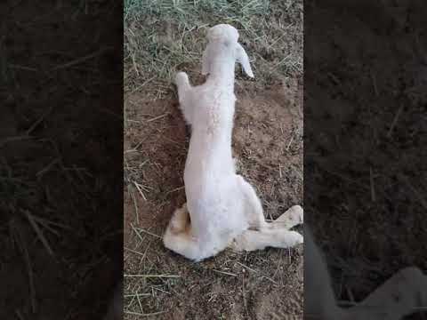 نقص النحاس في البهم    