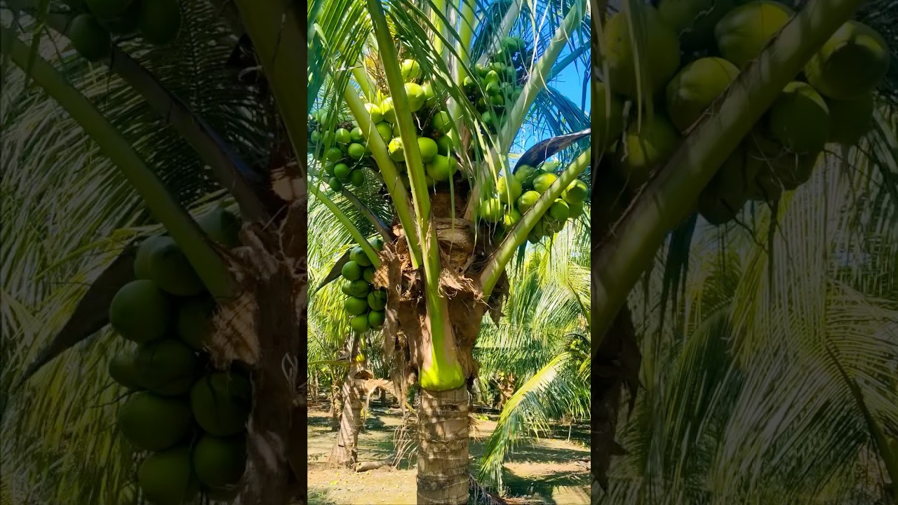 कोलंबस नारळ संपूर्ण प्लॉट पहा फळधारणा कशी आहे Kolambus Naral farm @a2zagri