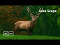 Incredible Wildlife In Stunning 16K HDR 120fps Dolby Vision Incredible Wildlife In Stunning 16K HDR 120fps Dolby Vision