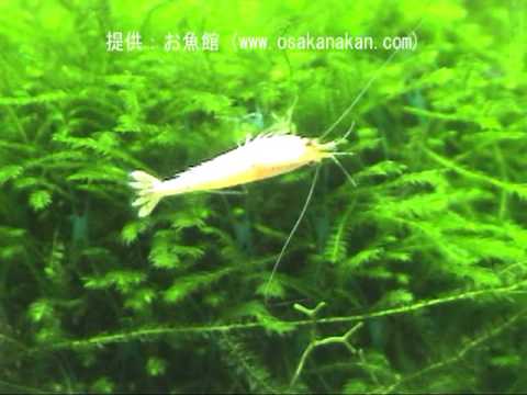 09年度 第27回日本観賞魚フェア スノーホワイトシュリンプ Youtube