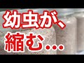 幼虫が縮む菌糸ビン知ってる？