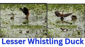 Lesser Whistling Duck: The most amazing birds- Birds Singing- Nature Sounds- Relaxing Bird Sounds