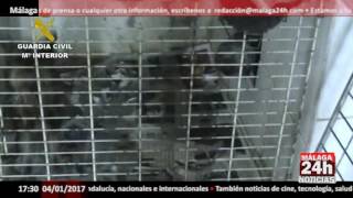 Inmovilizados más de 150 perros en un criadero ilegal en Madrid-Málaga24h