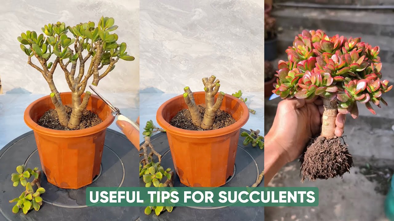 Easy Succulent Plants Care For Beginners Starts Here! | 다육이 | 多肉植物 ...
