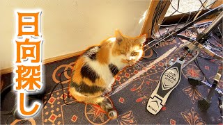 日向を探して家中を徘徊する三毛猫まりも