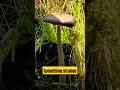 Something strange growing in my plant pot!"#shorts#YouTube