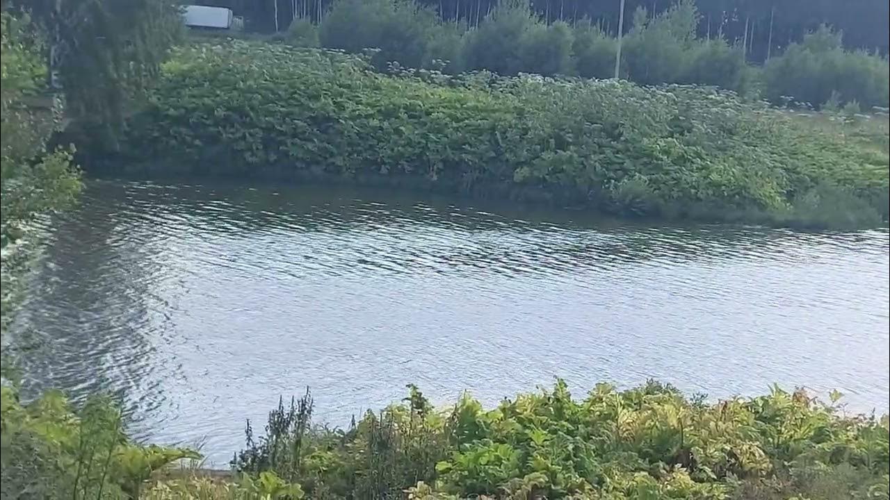 Водоемы домодедово. Растуновский пруд. Пруд в Домодедово. Заборьевский пруд Домодедовский район. Шубинский пруд Домодедово.