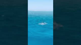 Dolphins Swimming In The Red Sea Hurghada Egypt.