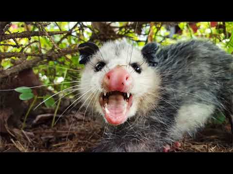 Top 7 Amazing Opossum Facts!!