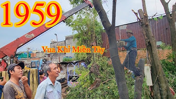 Vua Khỉ Miền Tây cưa hạ gốc cây Sóng Rắn bị mục phần gốc Cutting tree