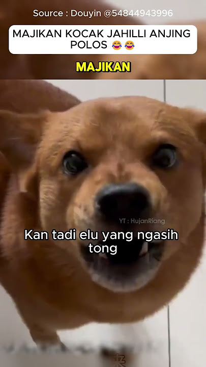 Majikan menjahili anjing saat makan #hewanlucu #anjinglucu #ngakak #kocak #lucuabis #shorts #viral