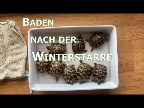 Schildkröten richtig baden
