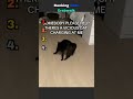 Why Cats do this? #cats #cat #catshorts #funny #shorts #youtubeshorts #catowners