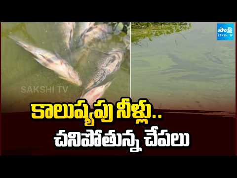 కాలుష్యపు నీళ్లు..చనిపోతున్న చేపలు | Polluted Water In Jurala Water Project | TG News | Sakshi TV - SAKSHITV