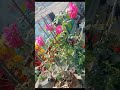 chad bagan amer kemon laglo 🥰😍 #shortvideo #love #flowers #naturelover #viral #song