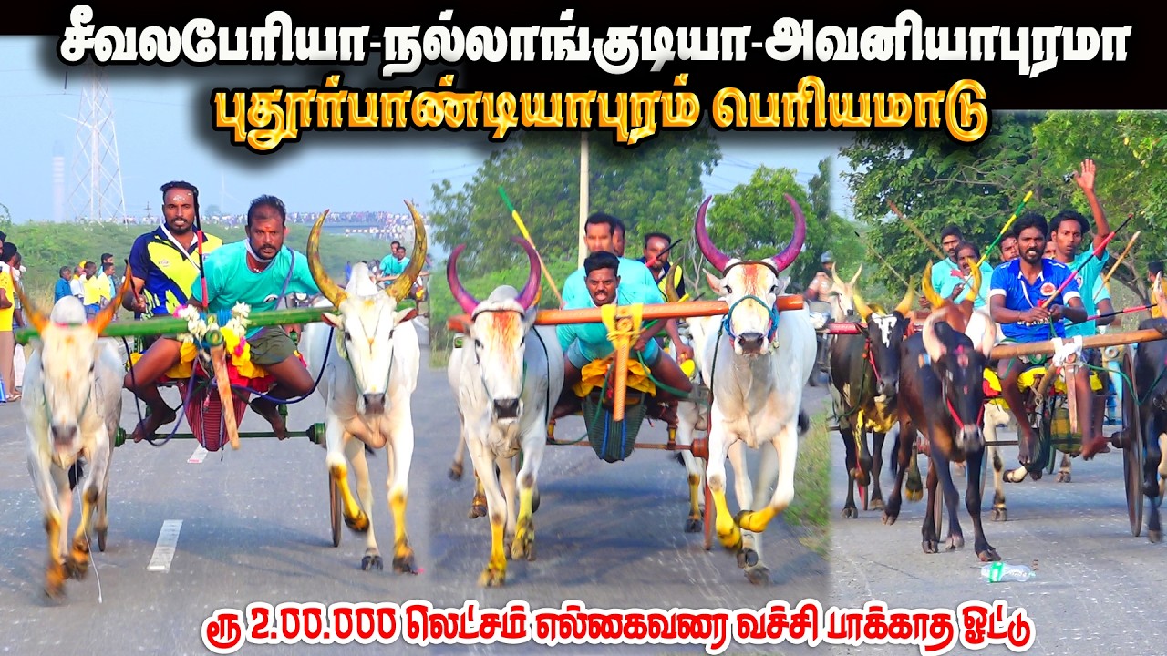 புதூர்பாண்டியபுரம் பெரியமாடு 2.00.000லட்சம் பந்தயம் 01.03.2026