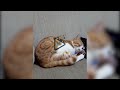 Cat Watching Dead Owner On Phone | Viral Stories Mp3 Song