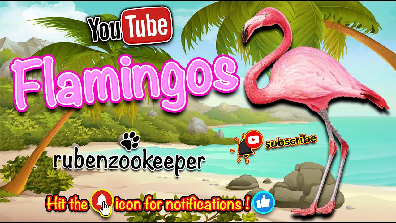 welcome to my animal keeper life with flamingos