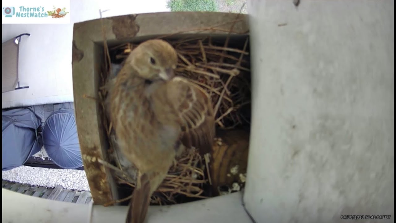 Incubation Day 2 Highlights / House Finches YouTube