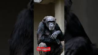 Chimpanzee World: Life, Intelligence, and the Wild#AnimalHQ #Wildlife #RareAnimals #chimpanzee